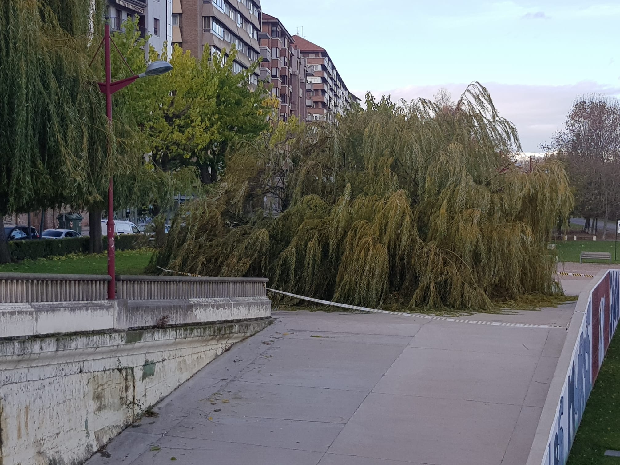 El intenso viento derriba un ejemplar de este árbol en pleno paseo del río Bernesga