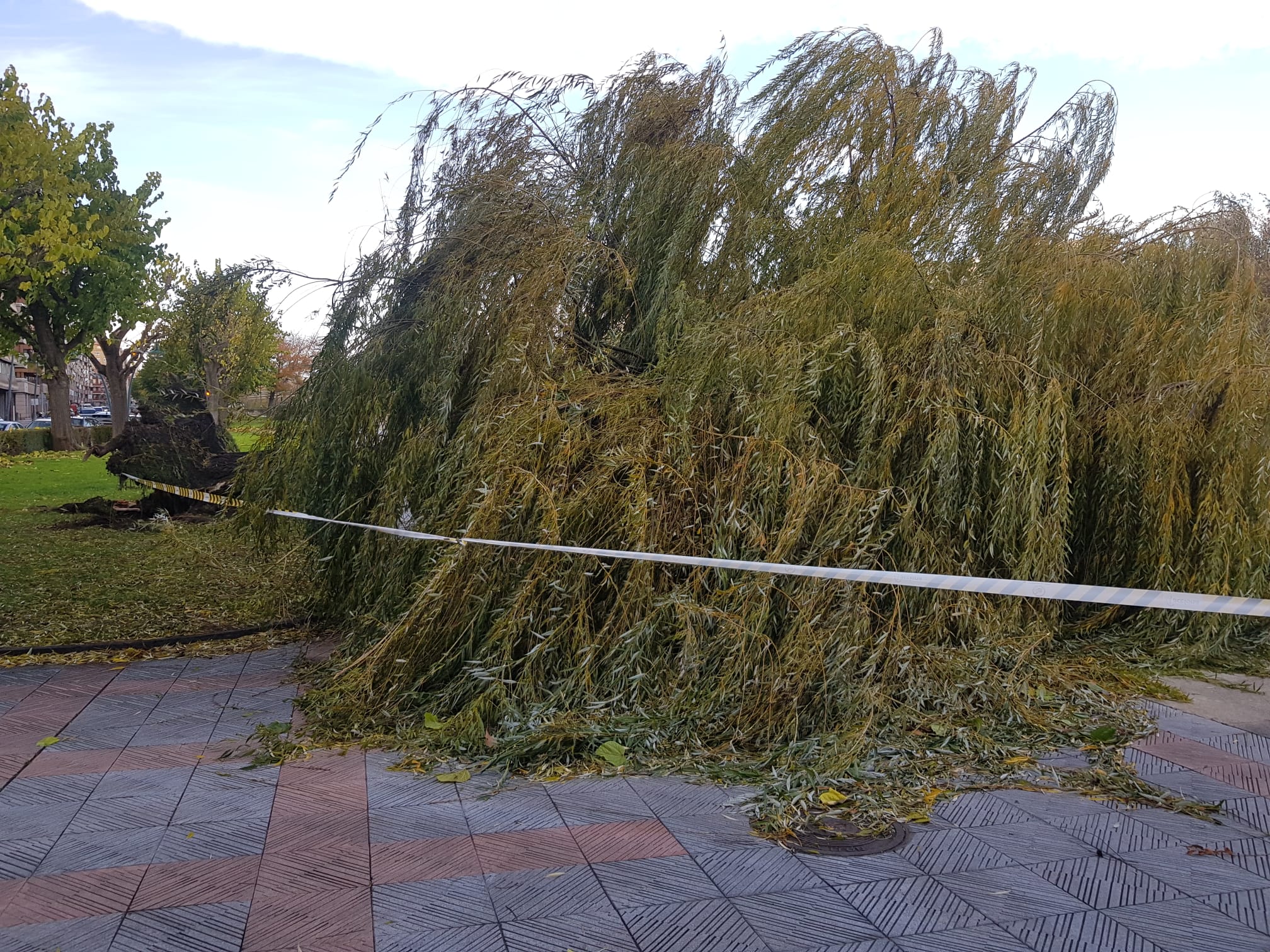 El intenso viento derriba un ejemplar de este árbol en pleno paseo del río Bernesga