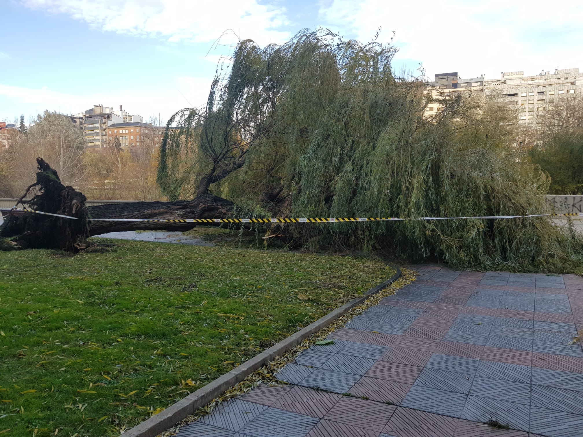 El intenso viento derriba un ejemplar de este árbol en pleno paseo del río Bernesga