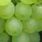 Imagen - Los vinos presentan colores amarillos verdosos, con buena graduación alcohólica y acidez. Poseen un buen extracto seco y resultan muy glicéricos.