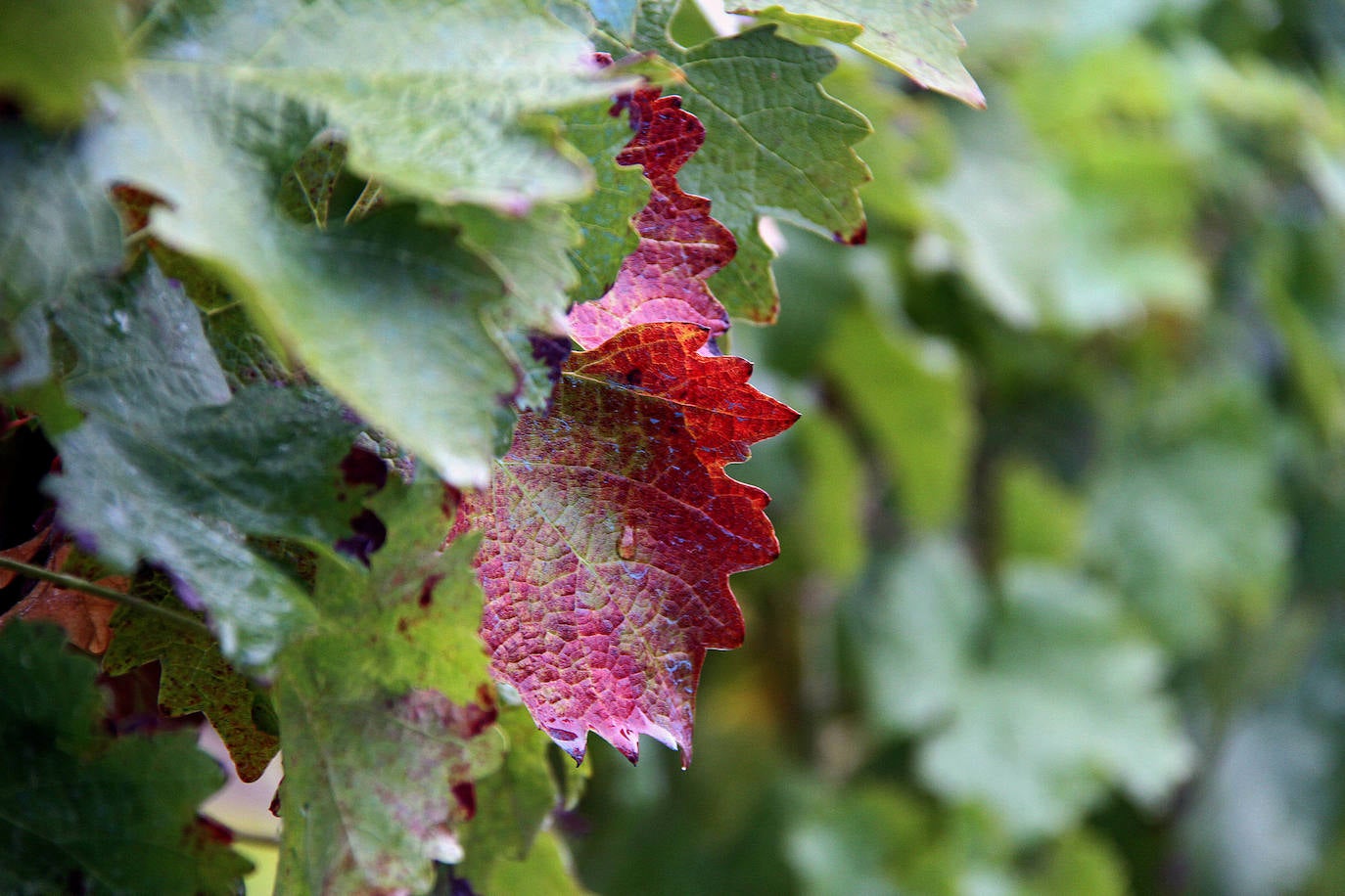 Fotos: León, tierra de vinos con Denominación de Origen