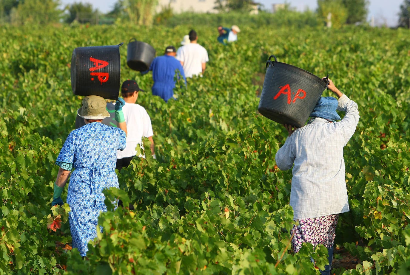 Fotos: León, tierra de vinos con Denominación de Origen