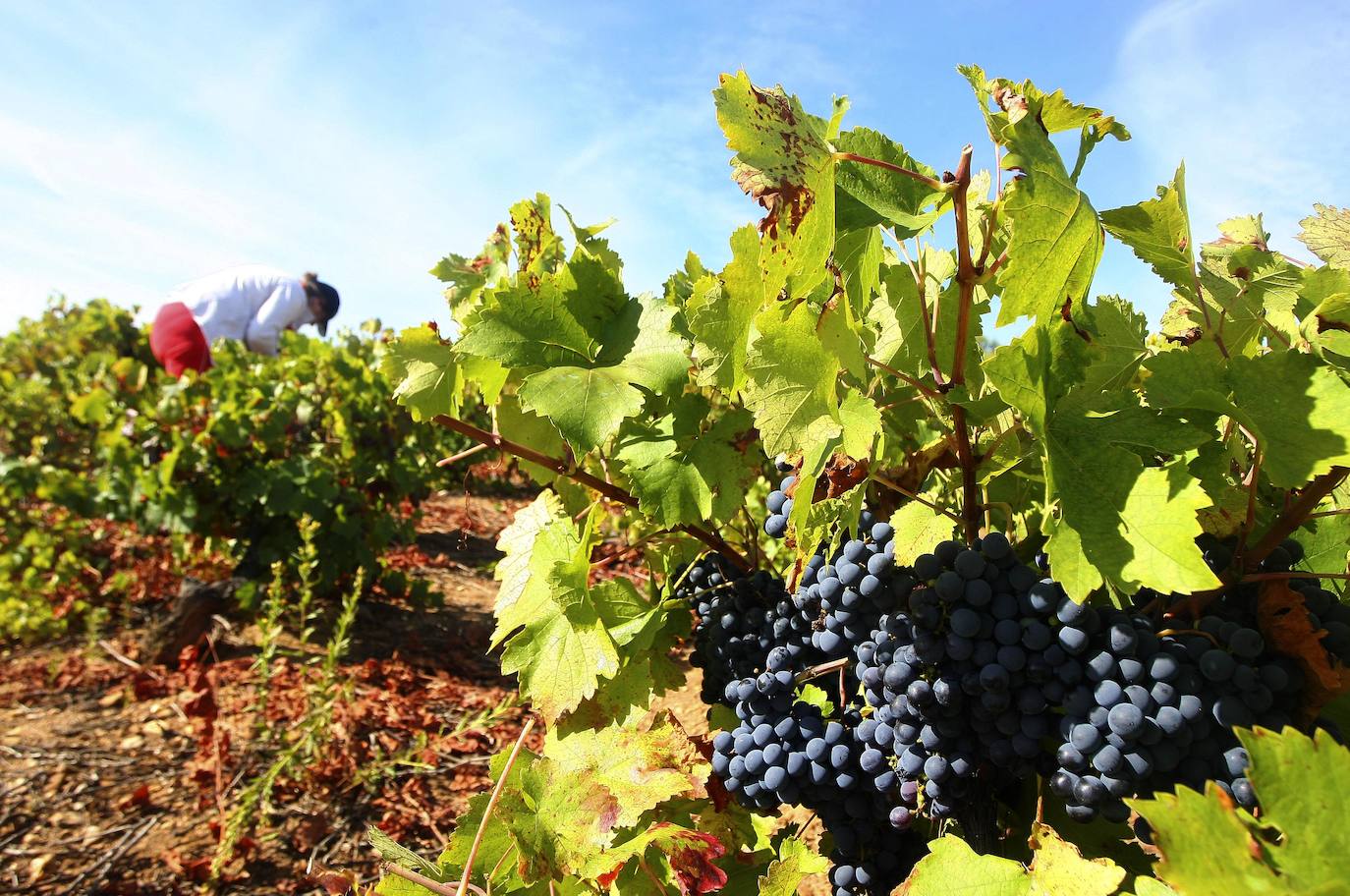 Fotos: León, tierra de vinos con Denominación de Origen
