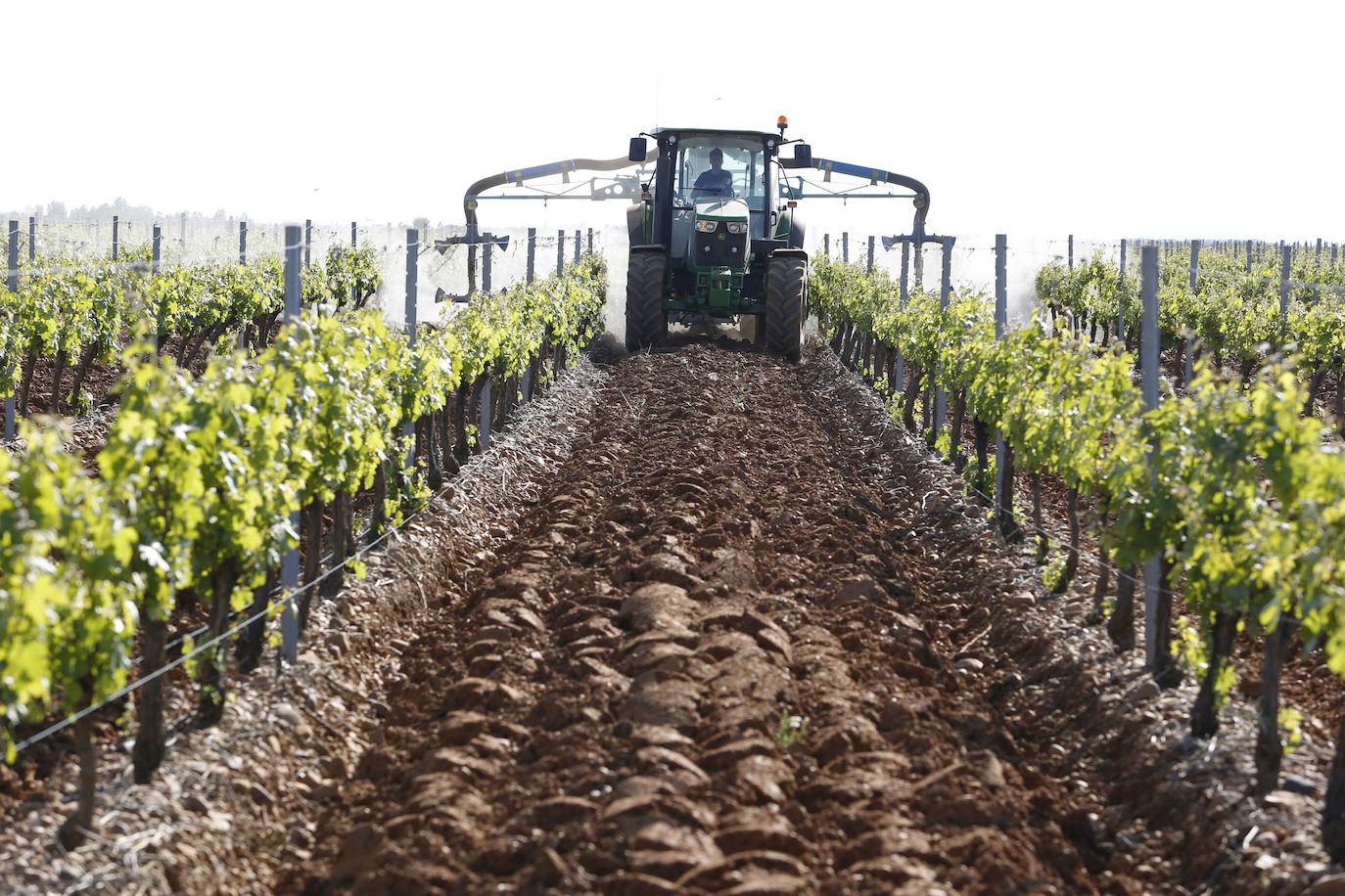Fotos: León, tierra de vinos con Denominación de Origen