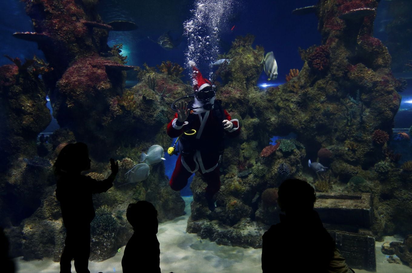 Un buceador ataviado con un traje de Papa Noel ha alimentado a los peces del aquarium de Malta para sorpresa de los visitantes