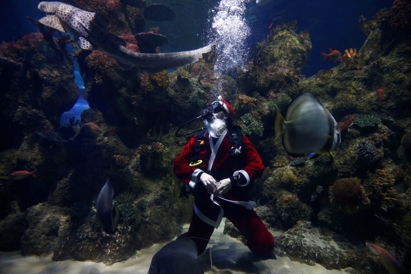 Un buceador ataviado con un traje de Papa Noel ha alimentado a los peces del aquarium de Malta para sorpresa de los visitantes