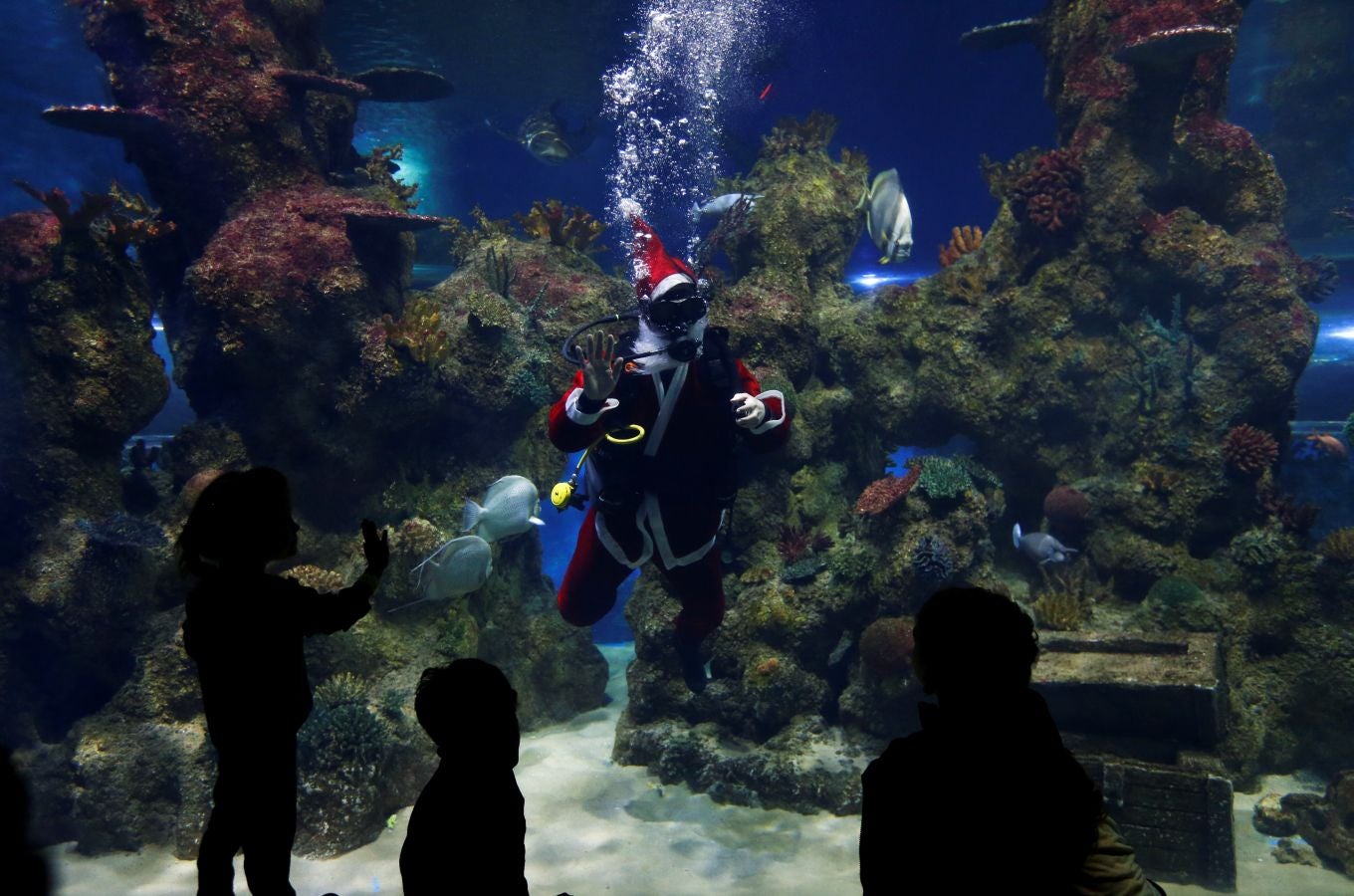 Un buceador ataviado con un traje de Papa Noel ha alimentado a los peces del aquarium de Malta para sorpresa de los visitantes