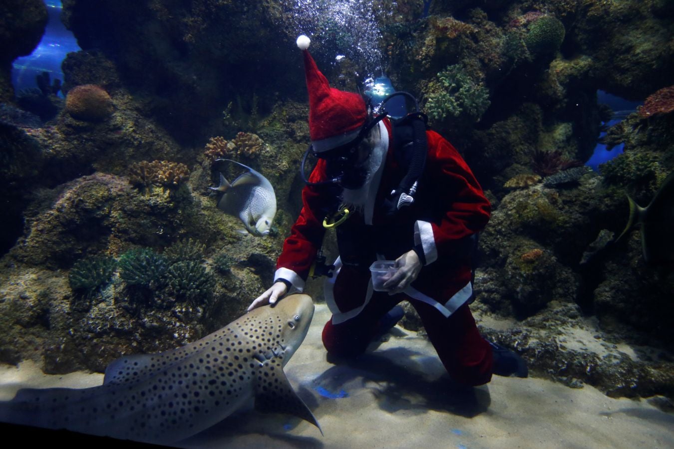 Un buceador ataviado con un traje de Papa Noel ha alimentado a los peces del aquarium de Malta para sorpresa de los visitantes