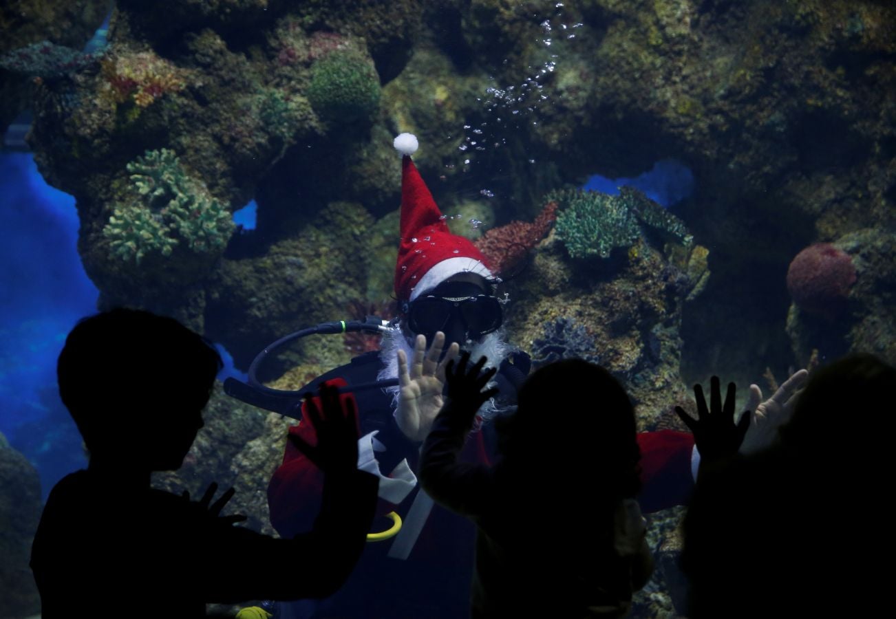 Un buceador ataviado con un traje de Papa Noel ha alimentado a los peces del aquarium de Malta para sorpresa de los visitantes