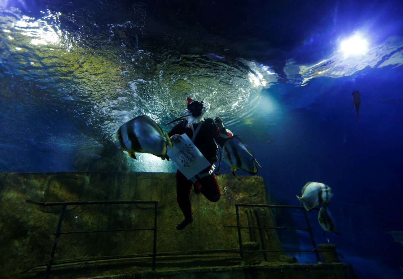 Un buceador ataviado con un traje de Papa Noel ha alimentado a los peces del aquarium de Malta para sorpresa de los visitantes