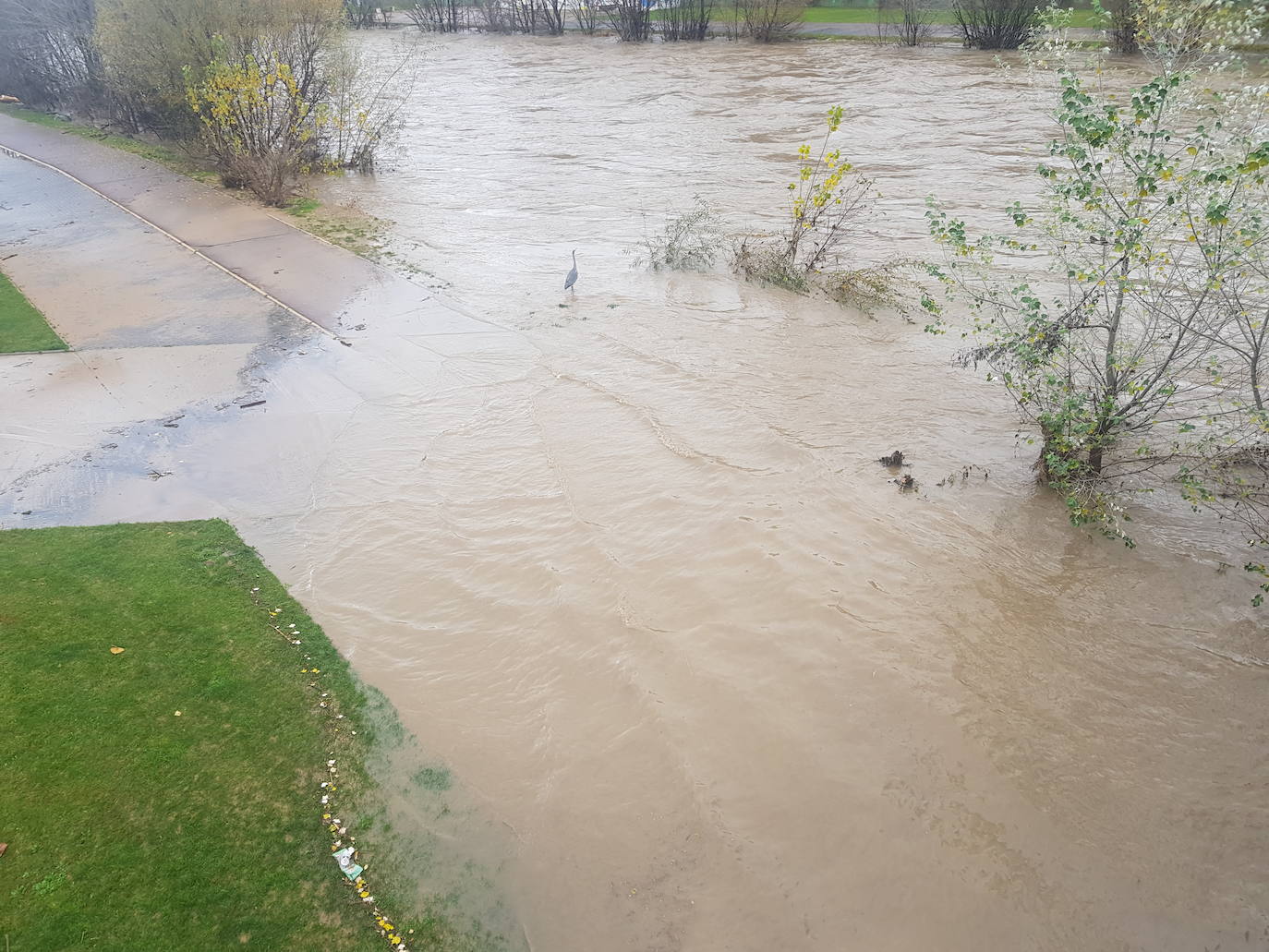 Fotos: El Bernesga vuelve a desbocarse