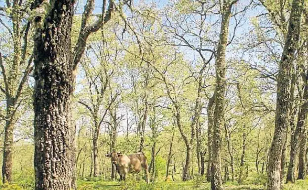 Zona salmantina de El Rebollar, con roble rebollo, en la comarca de Ciudad Rodrigo.