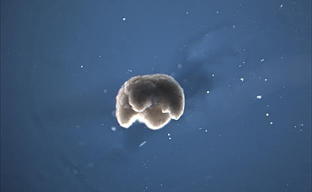 Crean 'robots vivientes' hechos de tejido de ranas