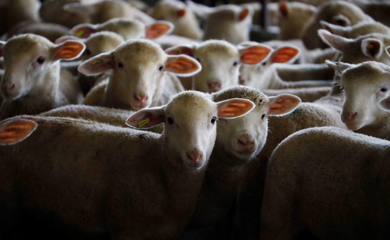 Cebadero de corderos de una cooperativa.