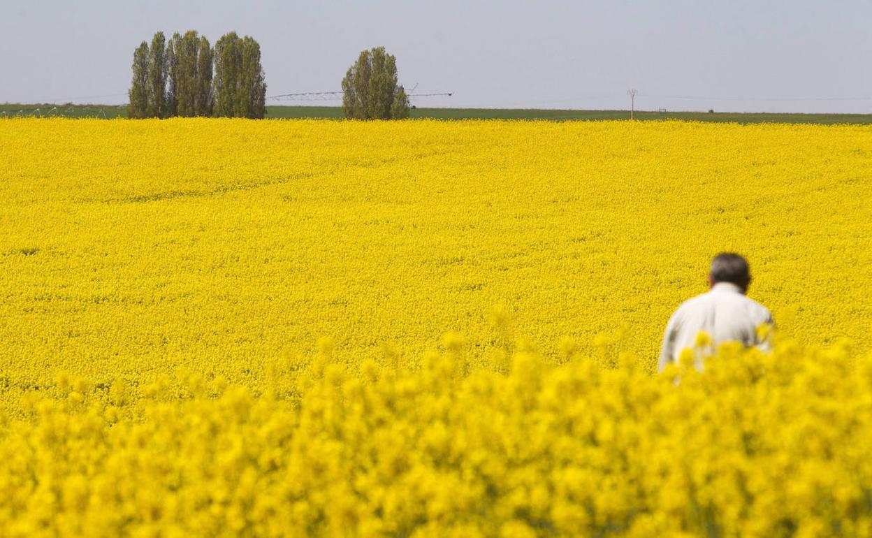 Un campo de colza en la región.