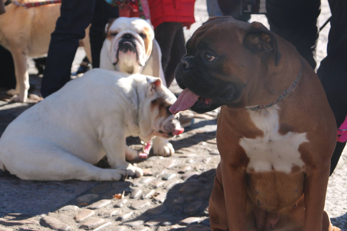 Fotos: Las mascotas toman su bendición