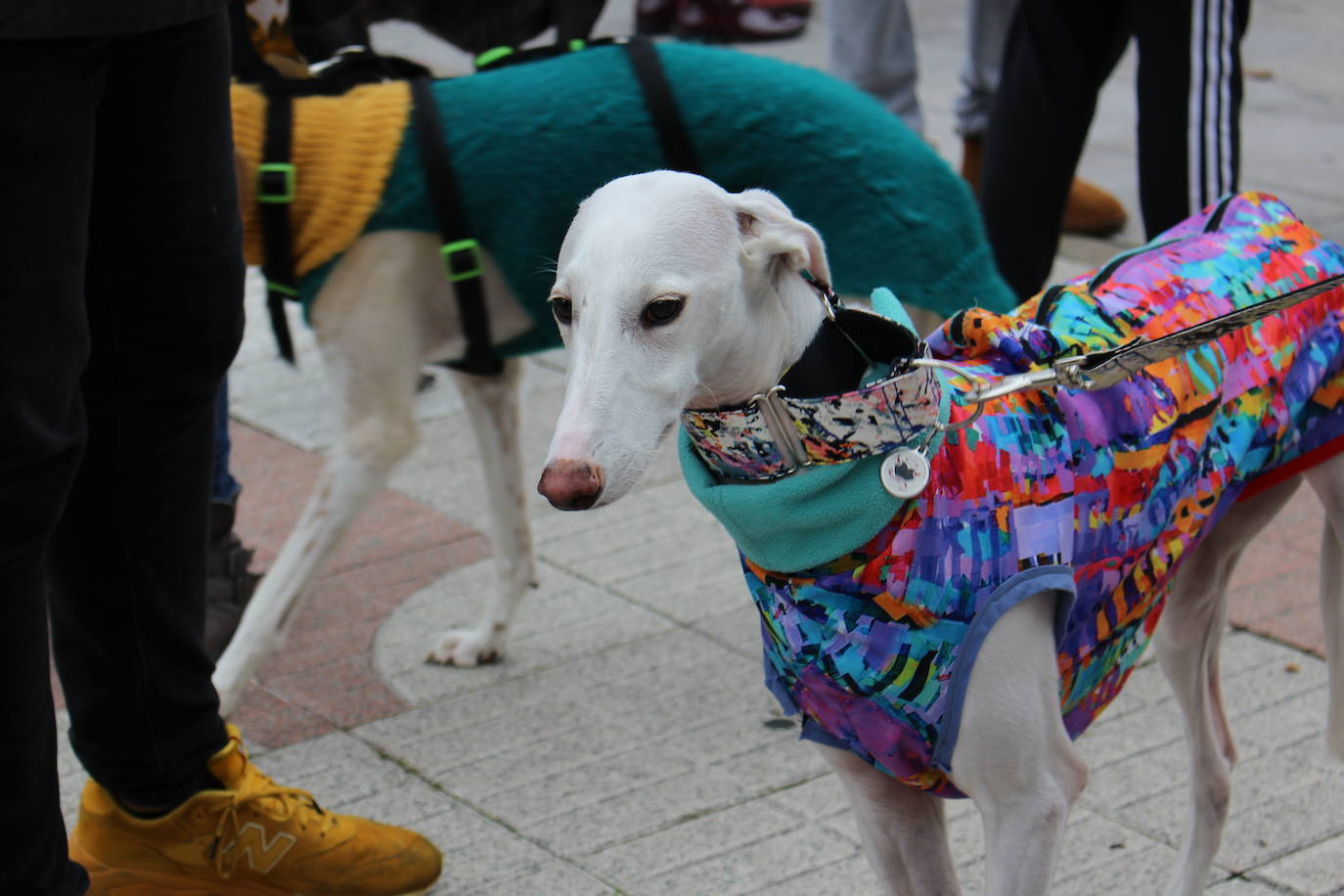 Fotos: Manifestación en contra de la caza con galgos en León