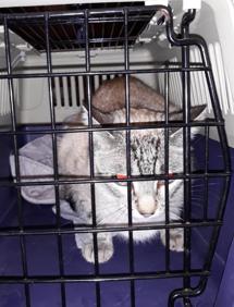 Imagen secundaria 2 - Varios detalles del rescate. 