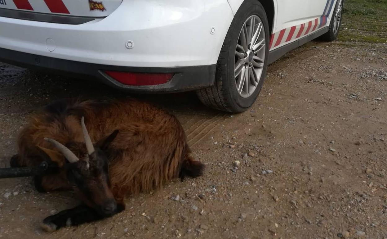 La Policía de Ponferrada busca al propietario de una cabra que siguió a un corredor hasta la capital berciana