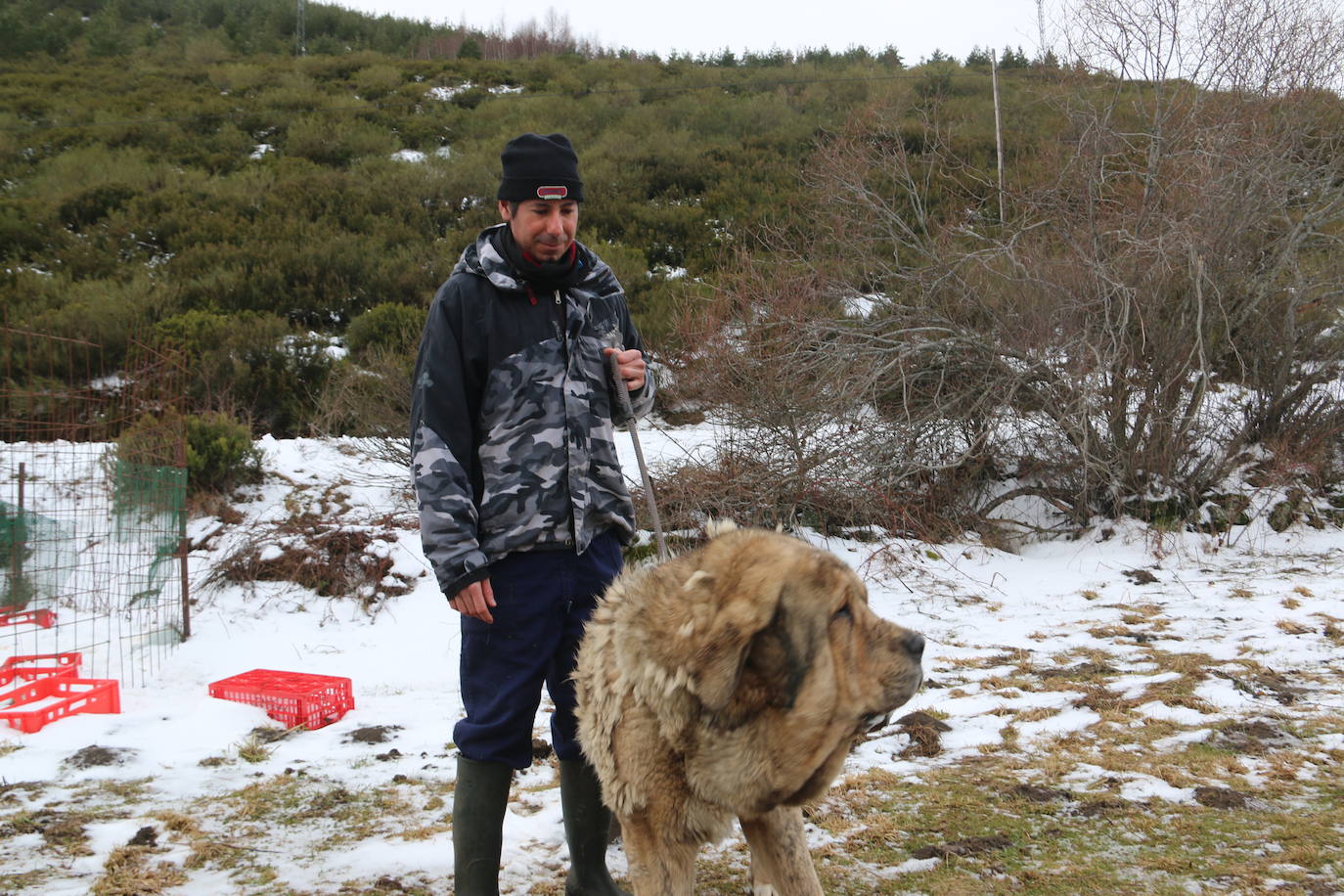 El mastín leonés, el guardián de las zonas rurales 