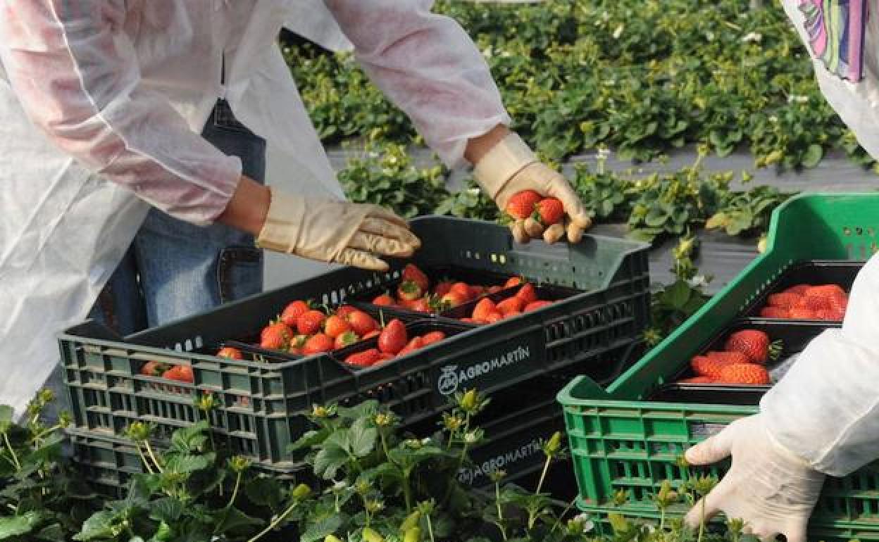 Temporeras trabajando la fresa.