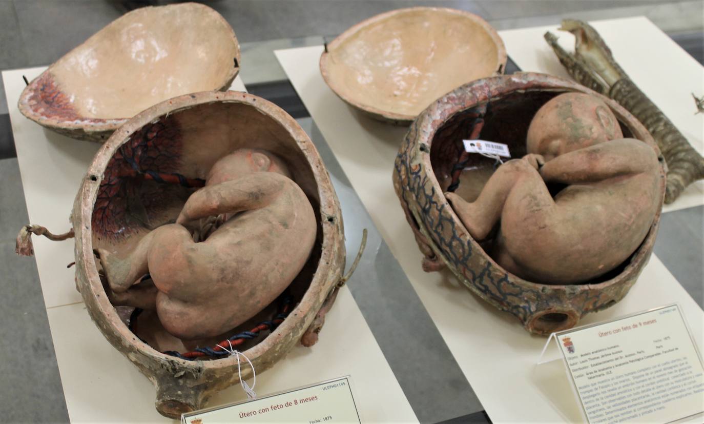 Fotos: Nuevo museo de la Universidad de León en la antigua Escuela de Minas