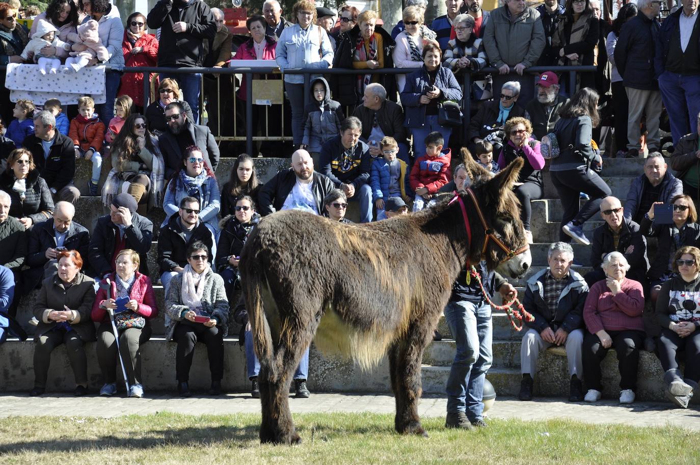 Fotos: El auditorio del castillo se rinde ante la belleza de los burros