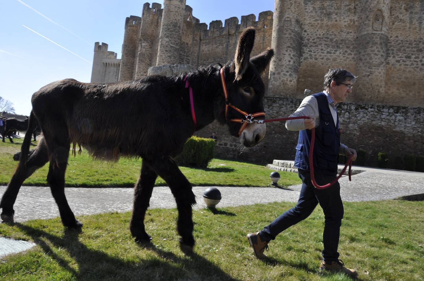 Fotos: El auditorio del castillo se rinde ante la belleza de los burros