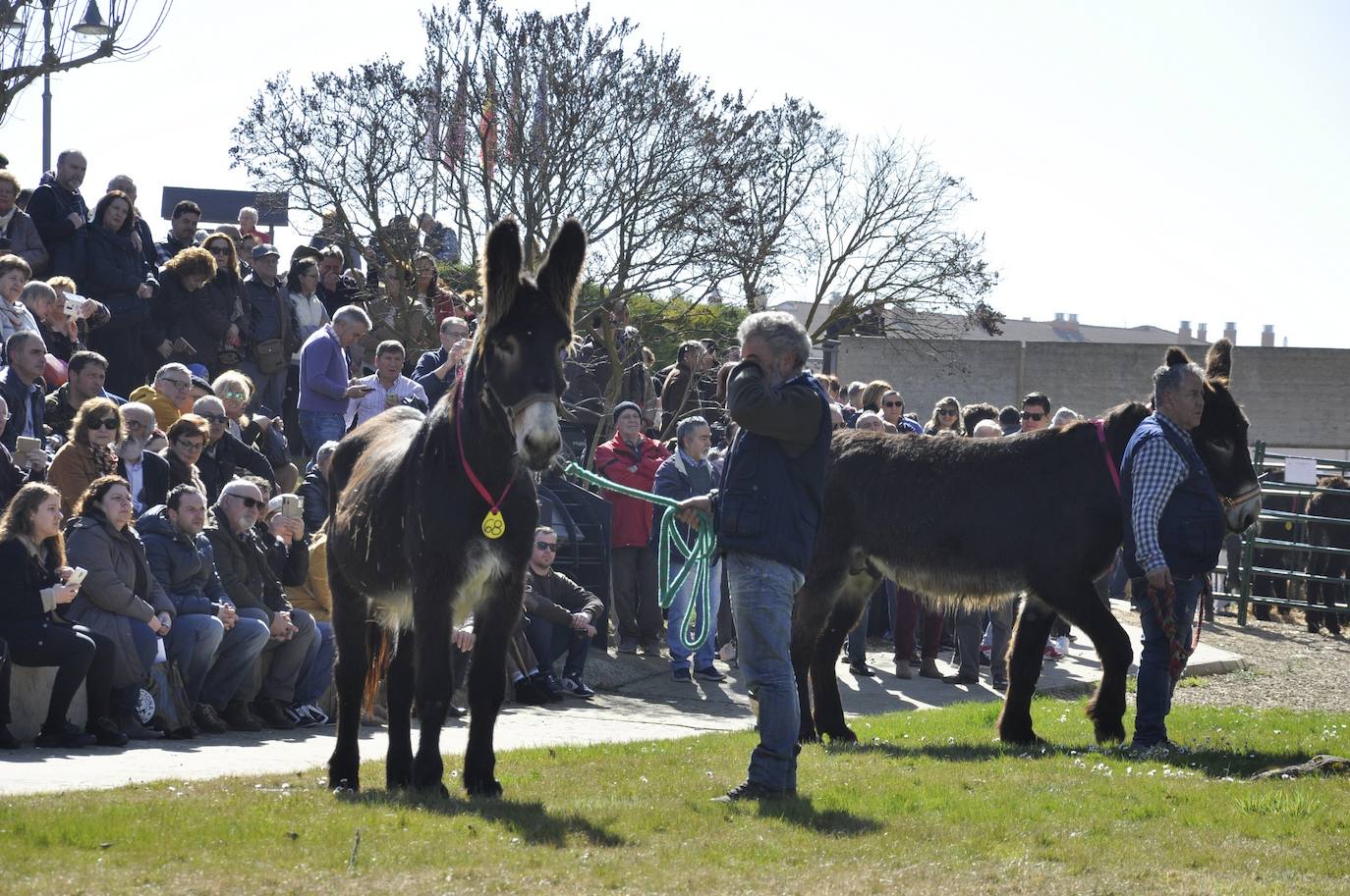 Fotos: El auditorio del castillo se rinde ante la belleza de los burros