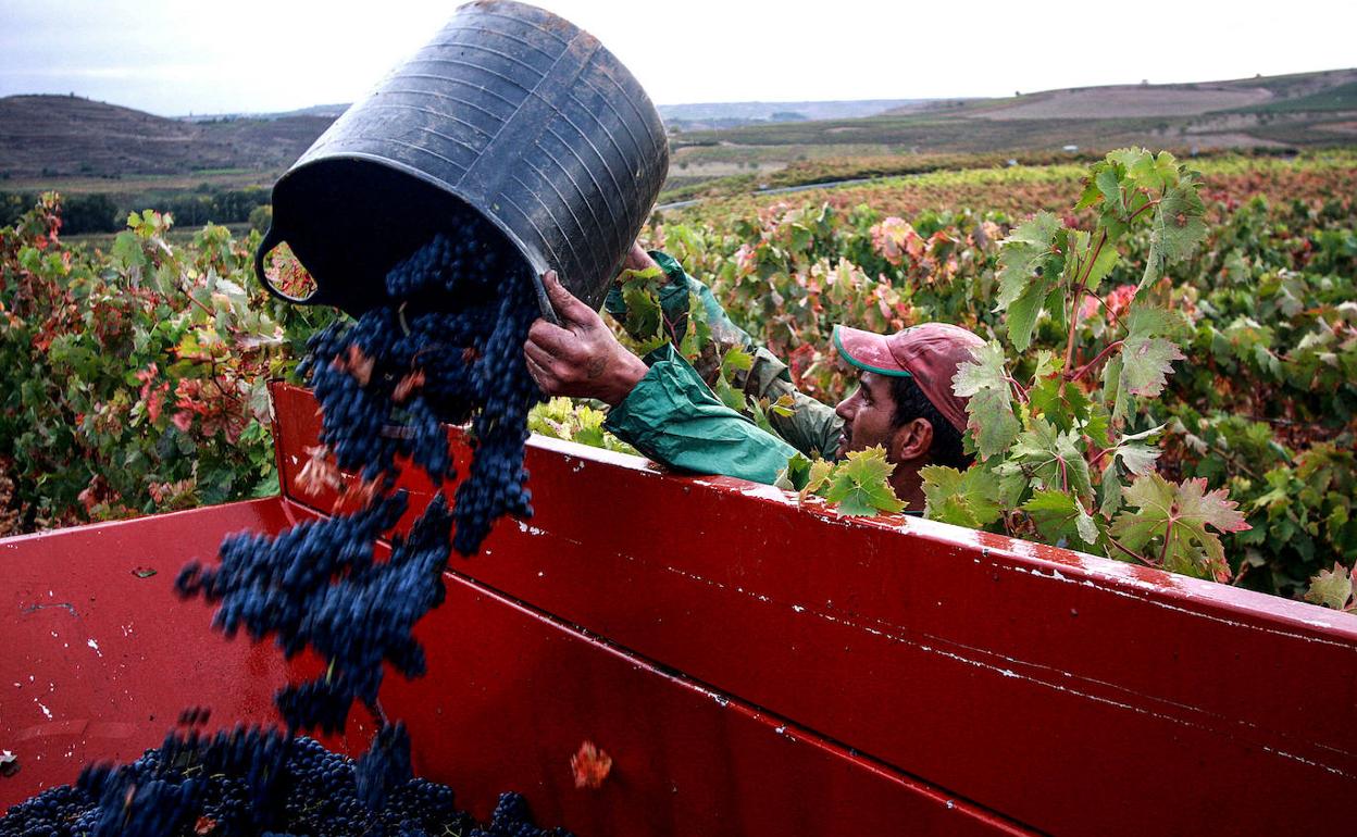 Un temporero trabaja en la vendimia en la Rioja alavesa. 