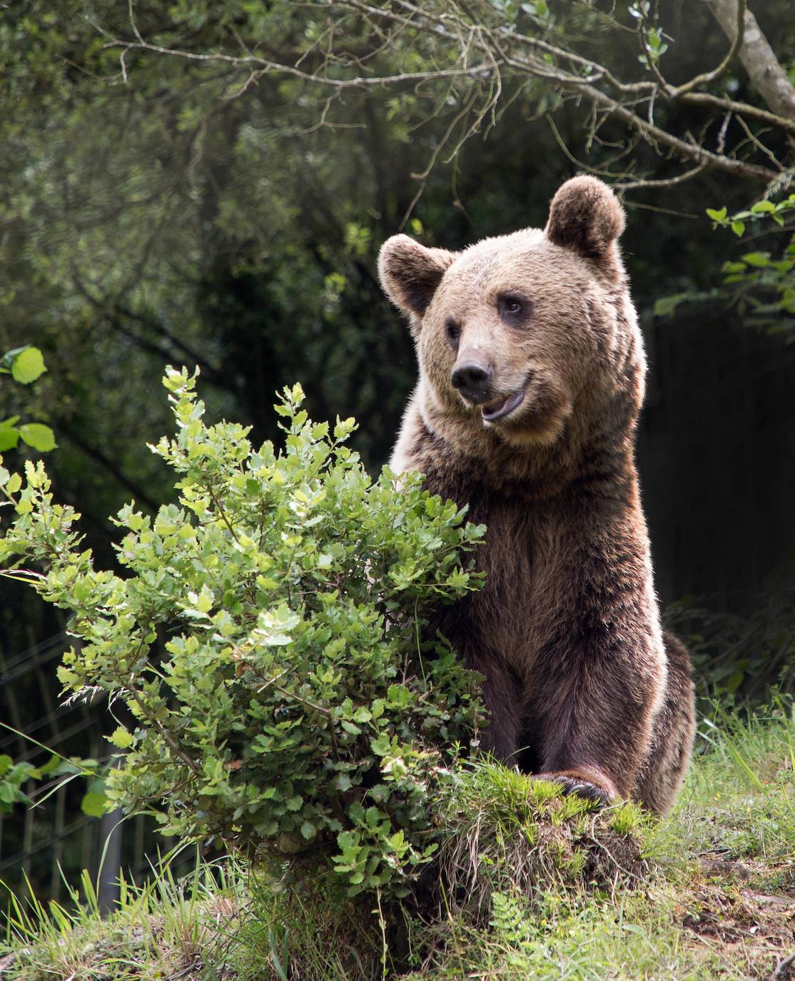 Castilla y León cruzará genética y estadística para estudiar la población de oso pardo en la Cordillera Cantábrica.