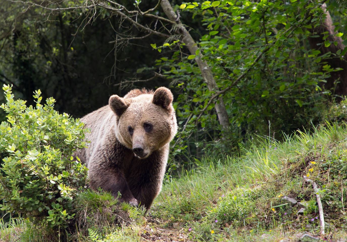 Castilla y León cruzará genética y estadística para estudiar la población de oso pardo en la Cordillera Cantábrica.