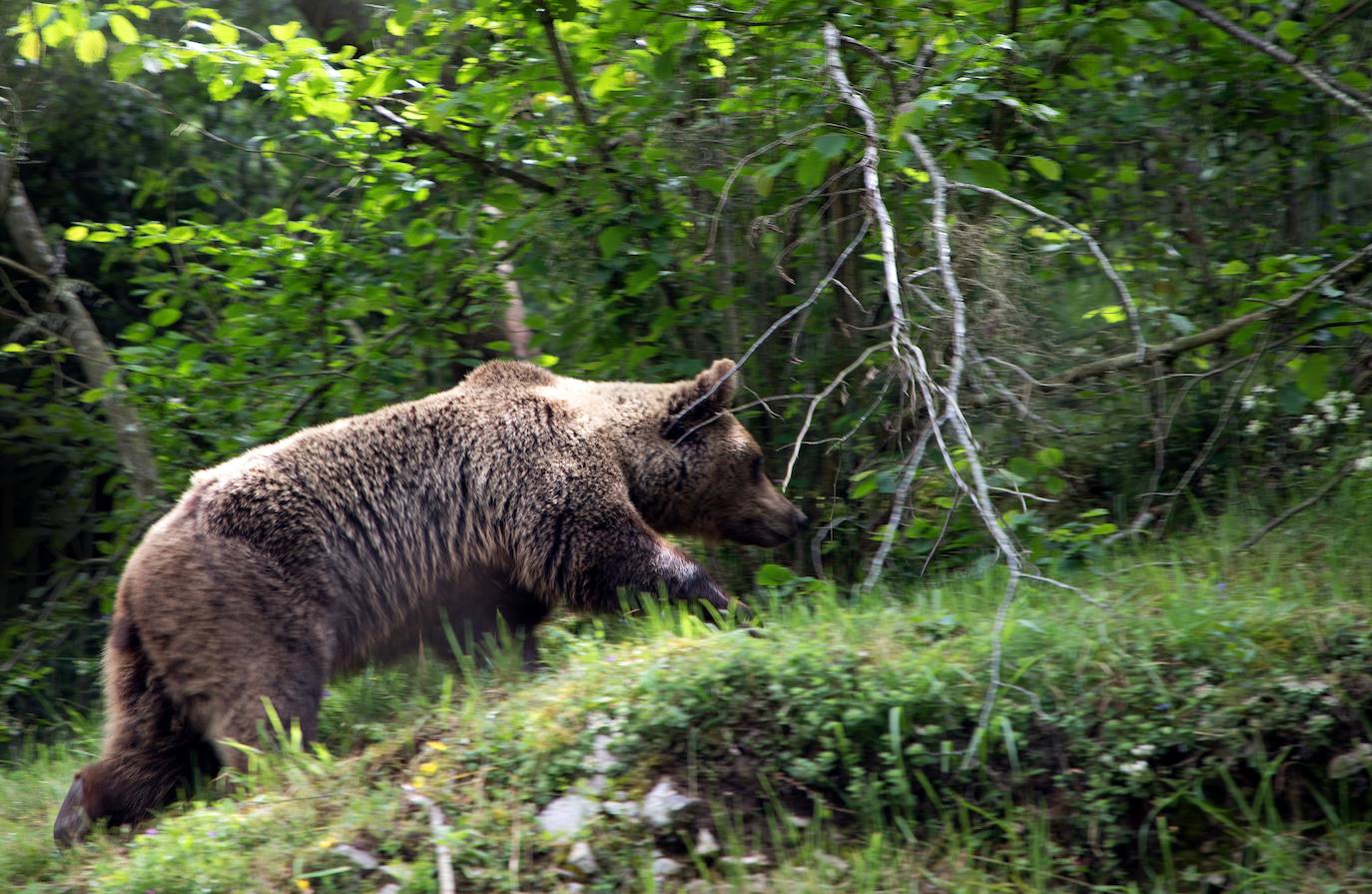 Castilla y León cruzará genética y estadística para estudiar la población de oso pardo en la Cordillera Cantábrica.