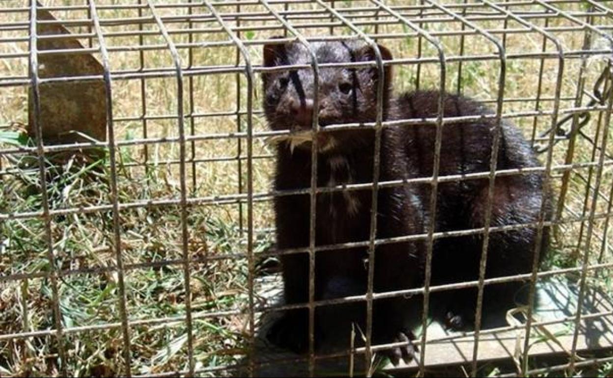 Captura del visón americano.