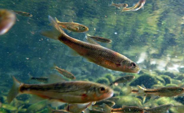 La CHD alerta de la desaparición de algunas variedades de peces por la presencia de especies invasoras.