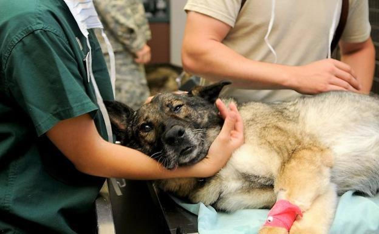 Los veterinarios de Castilla y León advierten a Sanidad del error que supone su ausencia en los consejos asesores frente al Covid-19