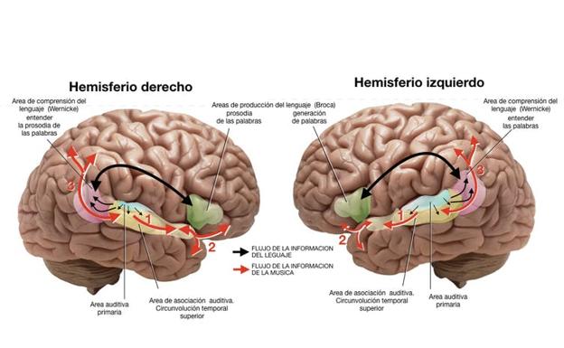 Estructuras cerebrales de la música.