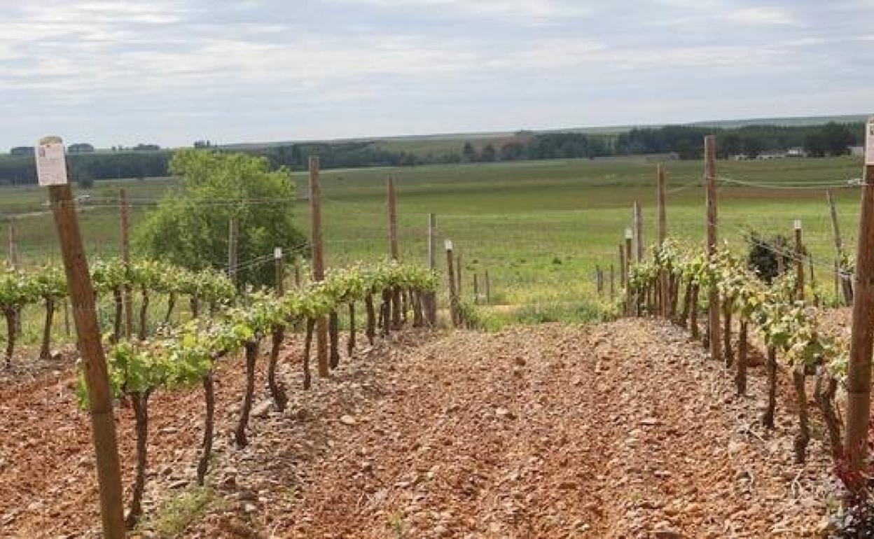 Bodegas Gordonzello cumple 25 años mientras culmina su ampliación