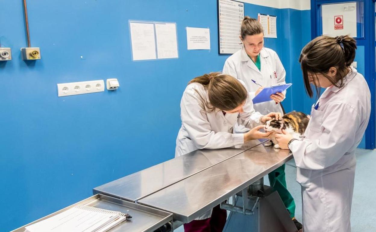 El Hospital Veterinario De León Reabre Para Dar Atención «a Los Casos ...