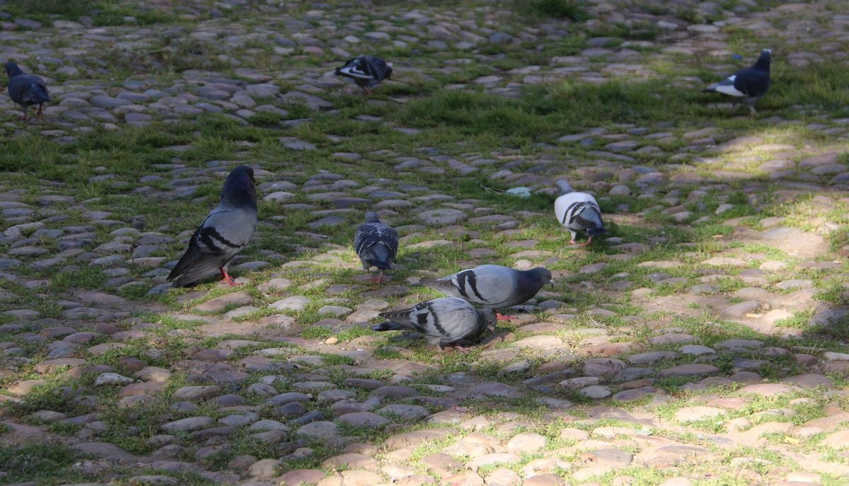 Fotos: El &#039;verdín&#039; vuelve a la Plaza del Grano
