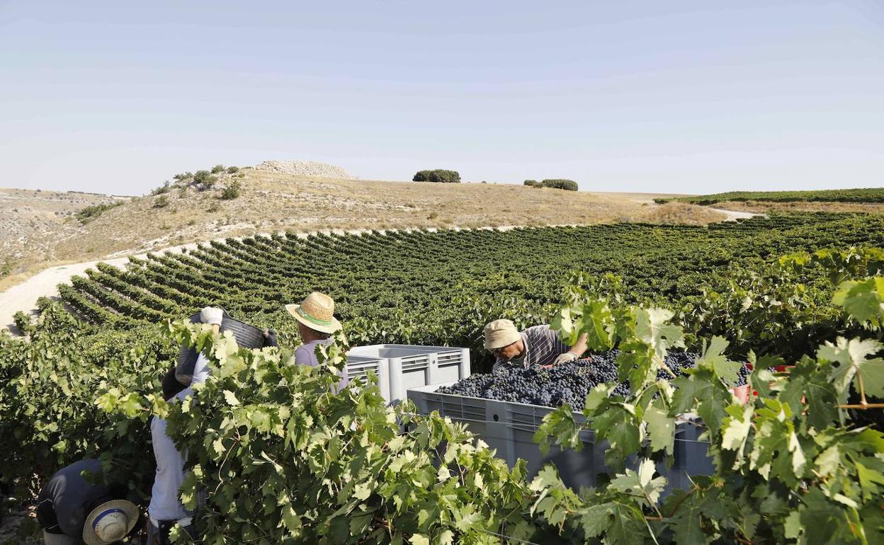 La cosecha en la Ribera del Duero.