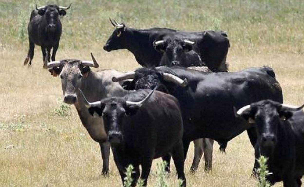 El toro de lidia en León.