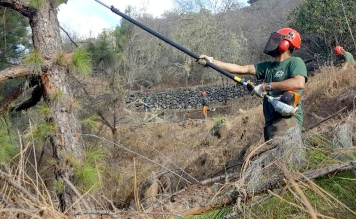 Imagen de tratamiento selvícola en un área forestal.