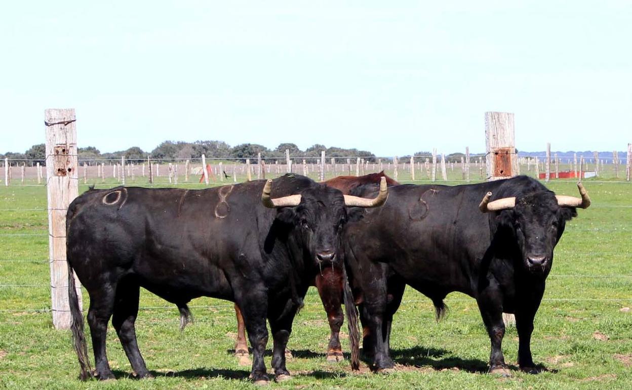 Toros de la ganadería de Montalvo.