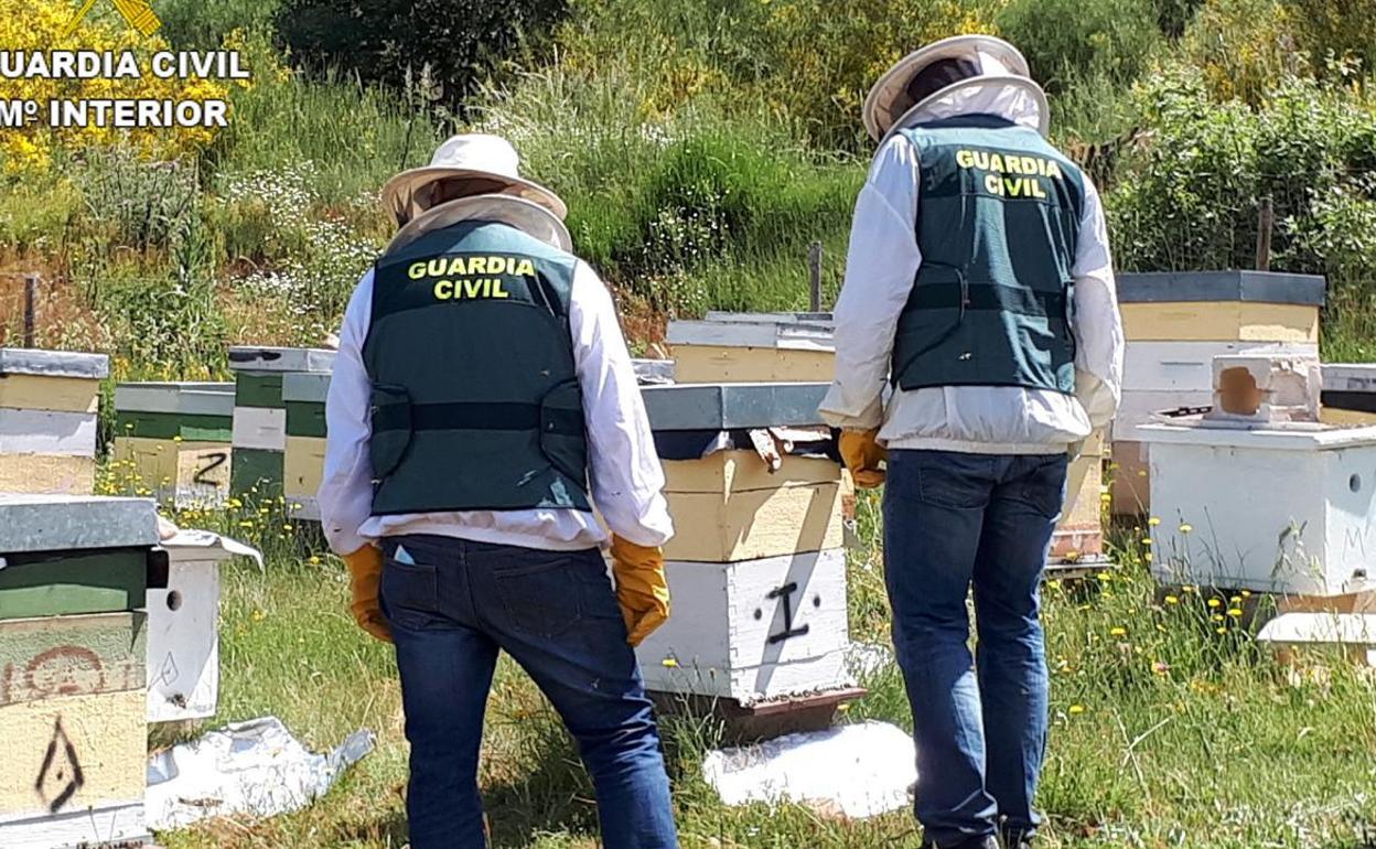 Intervención de la Guardia Civil para recuperar estas colmenas sustraídas.