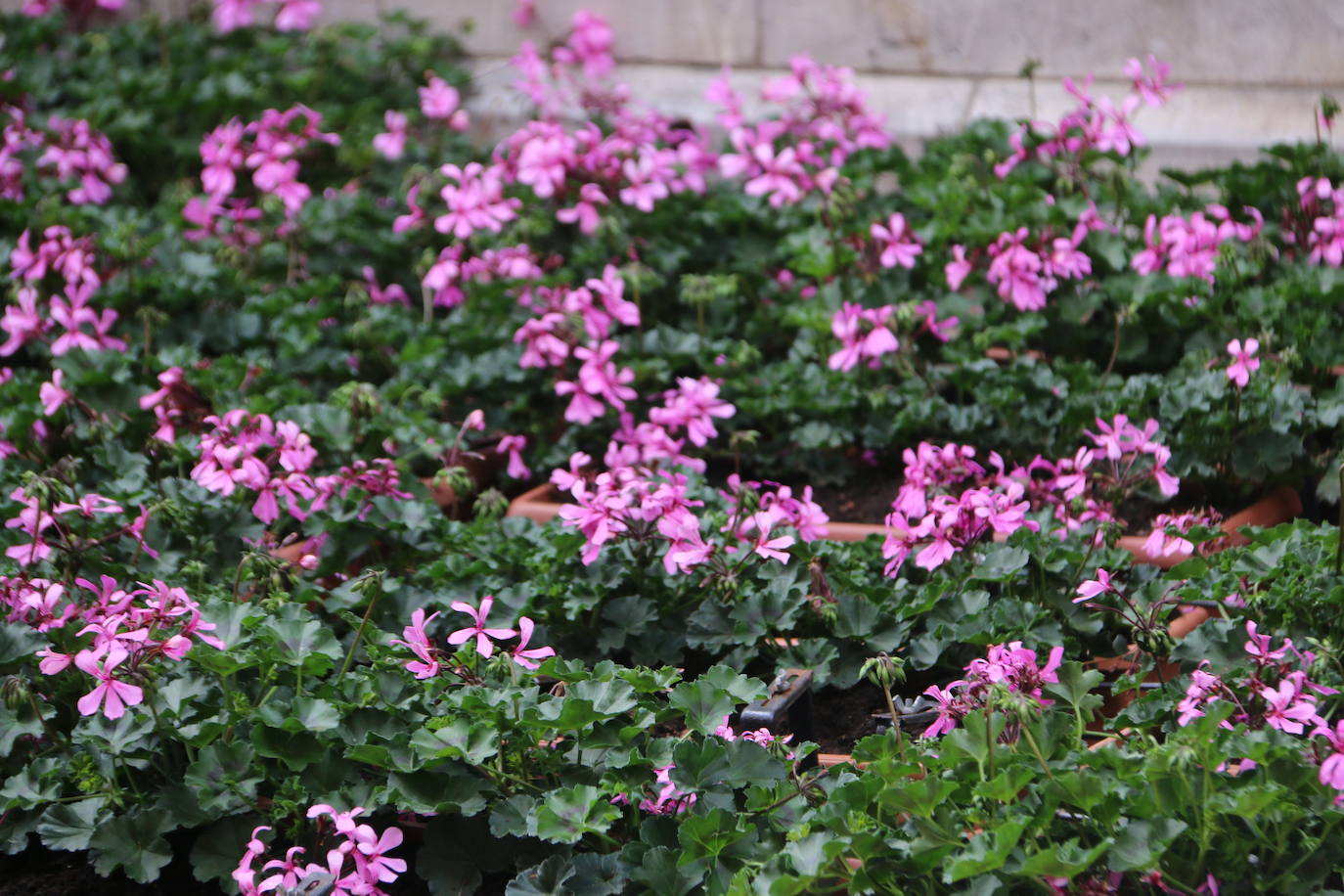 Fotos: De flor en flor en la calle Ancha