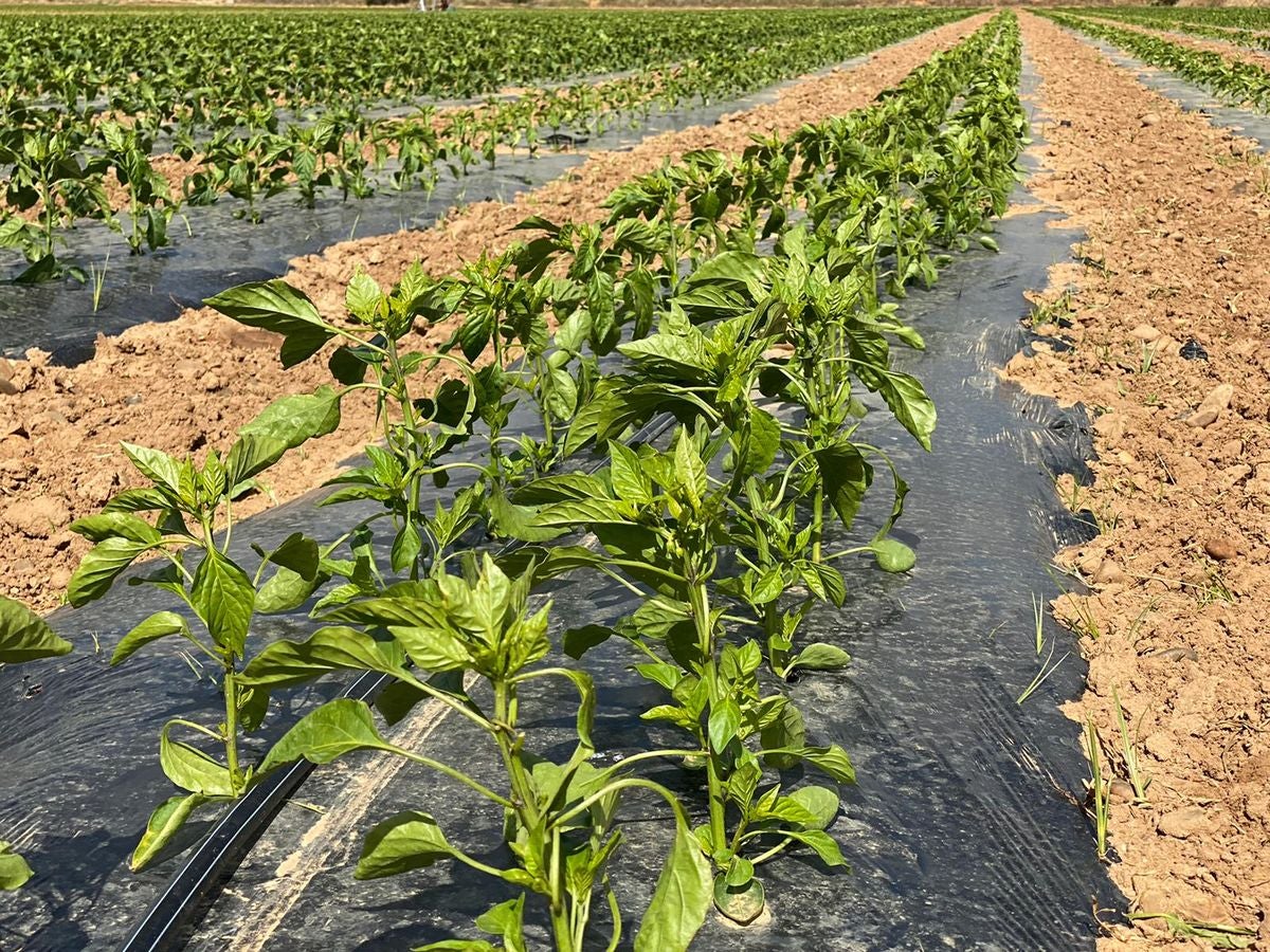 Fresno de la Vega es famoso por su huerta.