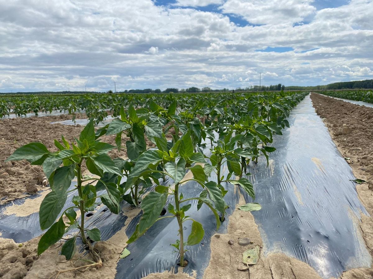 Fresno de la Vega es famoso por su huerta.