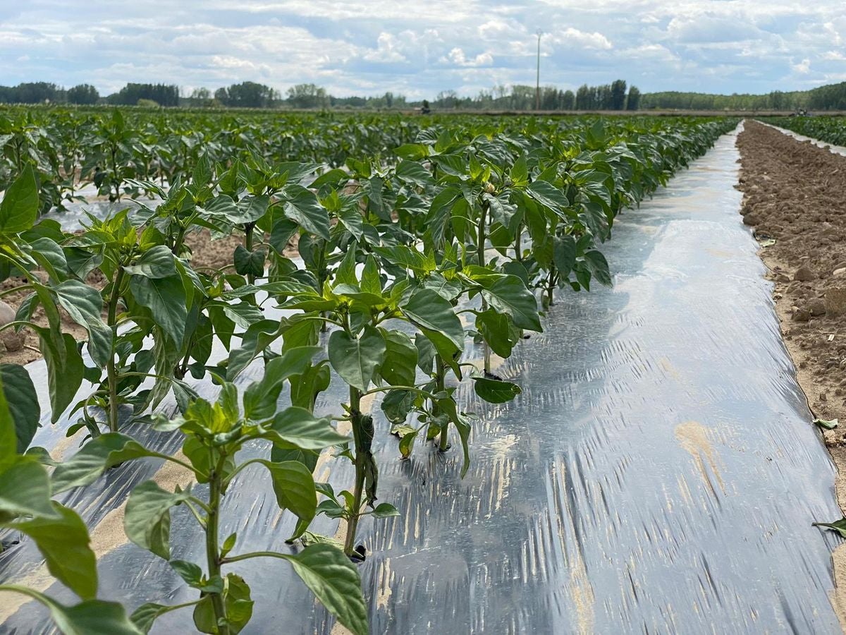 Fresno de la Vega es famoso por su huerta.