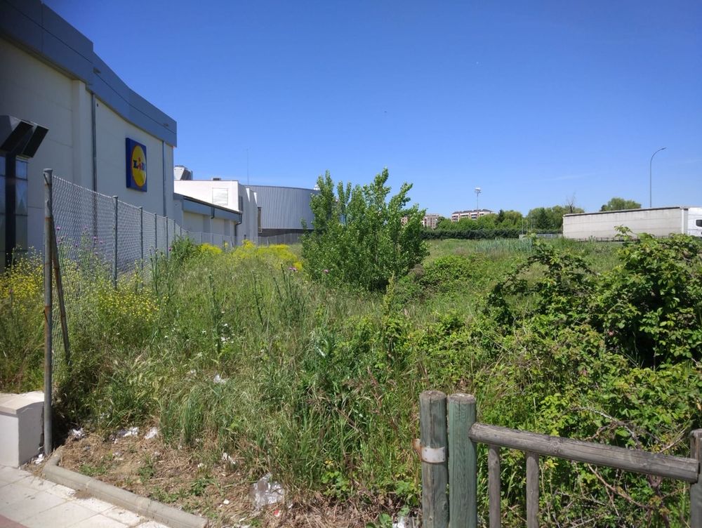 UPL reclama al equipo de gobierno del PSOE más diligencia en el mantenimiento de las zonas verdes de la ciudad. Imágenes facilitadas por la formación leonesista.